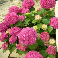 Гортензія крупнолистова Rosita купить