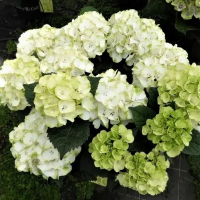 Гортензія крупнолистова Caipirinha купить