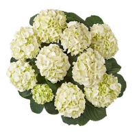 Гортензія крупнолистова Kleine Winter купить