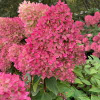 Гортензія хуртовина Петіт Флорі купить