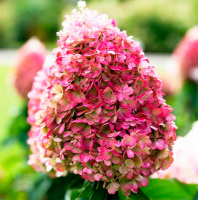 Гортензія мітловидна Лівінг Пінкі купить
