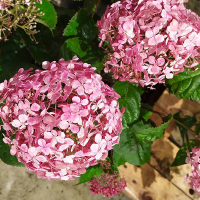 Гортензія деревоподібна Пінк Аннабель купить