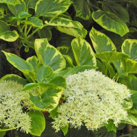 Гортензія черешкова Міранда купить