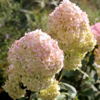 Гортензия волотиста Magical Sweet купить