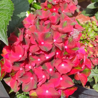 Гортензія крупнолиста Glossy Lips Red купить