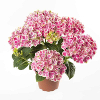 Гортензія крупнолистова Candy Heart купить