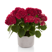 Гортензія крупнолиста Hi Fire купить