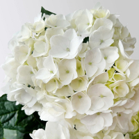 Гортензія крупнолиста Hovaria Holibel купить