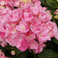 Гортензія крупнолиста Hovaria Sweet Fantasy Pin купить