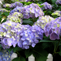 Гортензія крупнолистова Ningbo купить