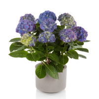 Гортензія крупнолистова Blauw купить