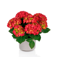 Гортензія крупнолистова Rood купить