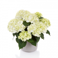 Гортензія крупнолистова Wit купить