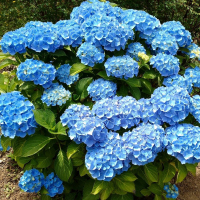Гортензія крупнолистова Blauw купить