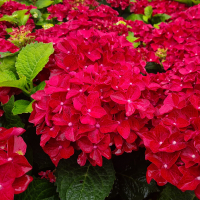 Гортензія крупнолистова Rood купить
