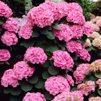 Гортензія крупнолистова Roze купить
