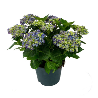 Гортензия крупнолистная Curly Wurly Blue купить