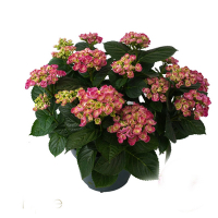 Гортензия крупнолистная Curly Wurly Pink купить