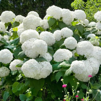 Гортензия древовидная Grandiflora купить