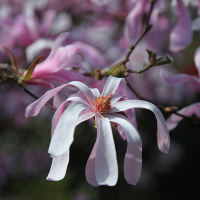 Магнолия In Cultivars купить
