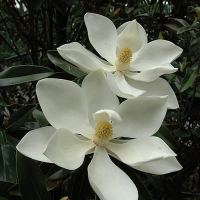 Магнолия In Cultivars купить
