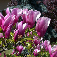 Магнолія Сьюзан купить