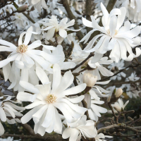 Магнолия Стеллата купить