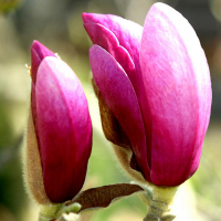 Магнолія Сьюзан купить