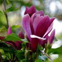 Магнолия обратнояйцевидная пурпурная (лилиецветная) купить