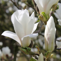 Магнолия суланжа Альба Суперба купить