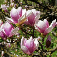 Магнолия Суланжа купить