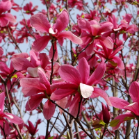 Магнолія Galaxy купить