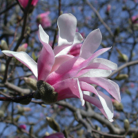 Магнолія Лебнера Леонард Мессел купить