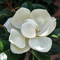 Магнолія великоквіткова купить