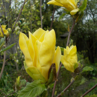 Магнолія Дафні купить