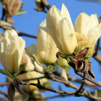 Магнолия обнаженная Еллоу Ривер купить