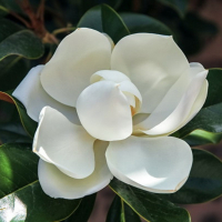 Магнолія великоквіткова купить