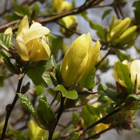 Магнолія Yellow Lantern купить