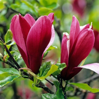 Магнолія МIКС купить