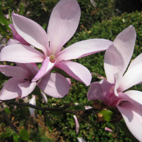 Магнолія гібридна Бетті купить