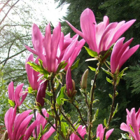 Магнолія Сьюзан купить