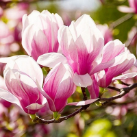 Магнолия Ред Лаки купить