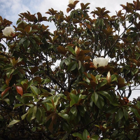 Магнолия Грандифлора (крупноцветковая) купить