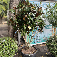 Магнолія грандіфлора Gallisoniensis multitronco купить