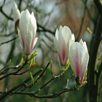 Магнолія Суланжа Альба Суперба купить