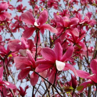 Магнолія Galaxy купить