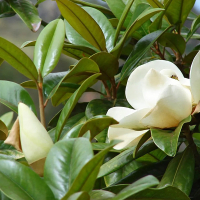 Магнолія грандіфлора Gallisoniensis купить