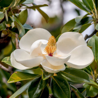 Магнолія грандіфлора Gallisoniensis купить