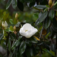 Магнолія грандіфлора Gallisoniensis multitronco купить