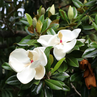 Магнолія Грандіфлора Little Gem купить